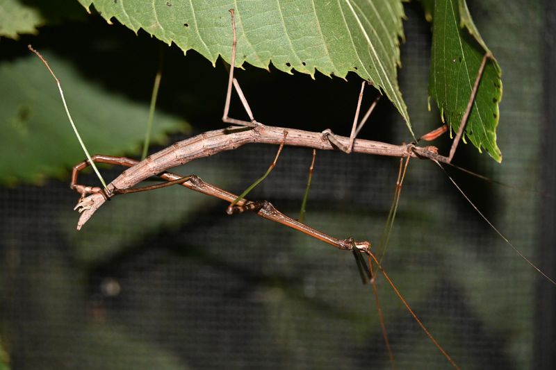 Mating Season Has The Males On The Move
