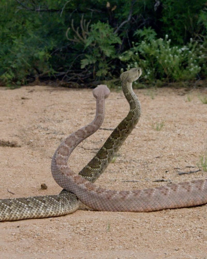 Mating Season Sends Males On Long Hikes