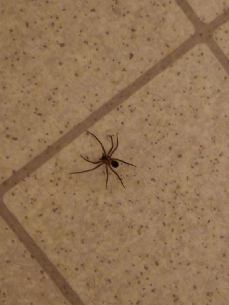 Mating Season Sends Males Wandering Mating Season Sends Males Wandering