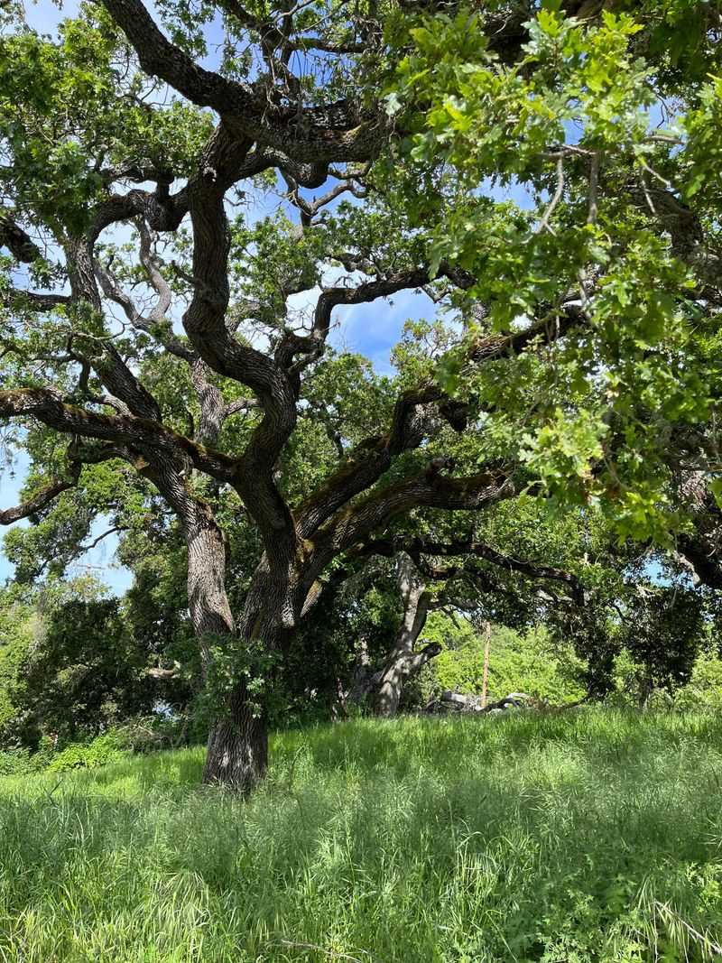 Mature Native Oaks Are The Real Exception