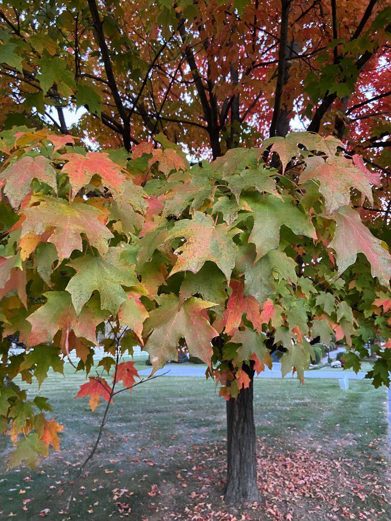 Mature Oaks And Maples Need None
