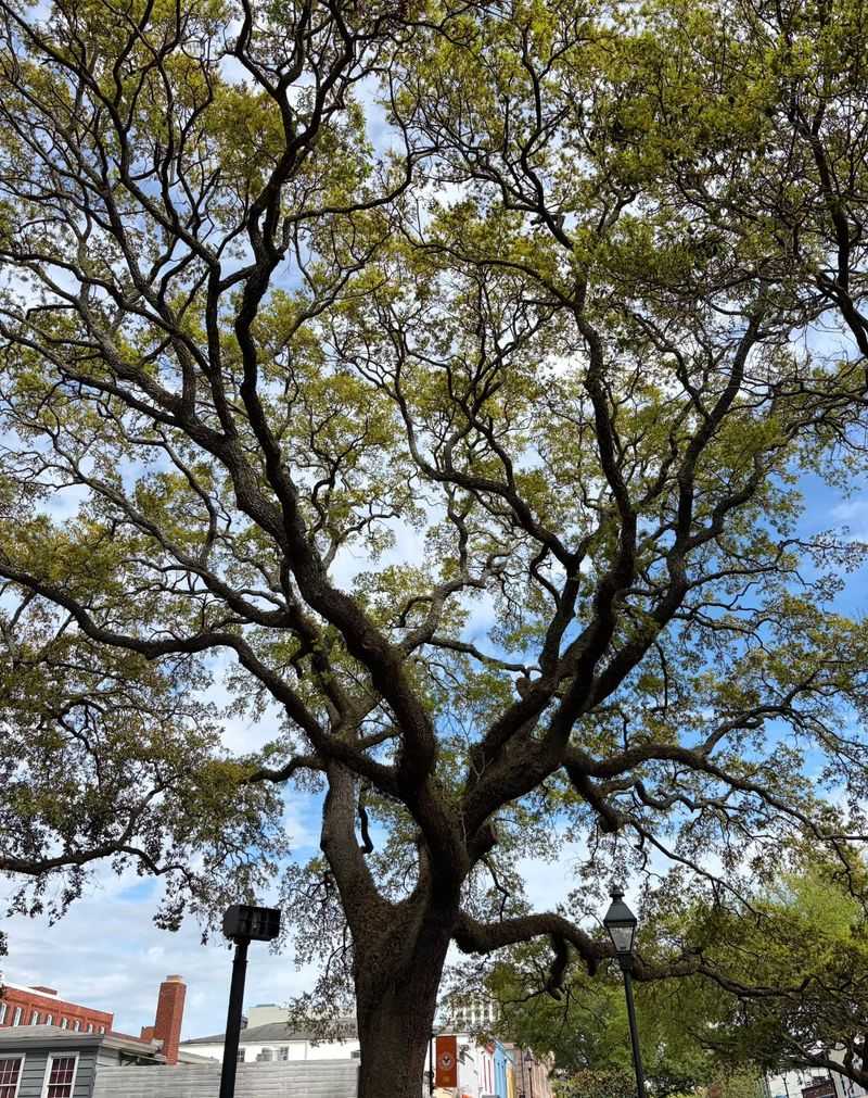 Mature Oaks Usually Handle The Feeding Better Than Expected Mature Oaks Usually Handle The Feeding Better Than Expected
