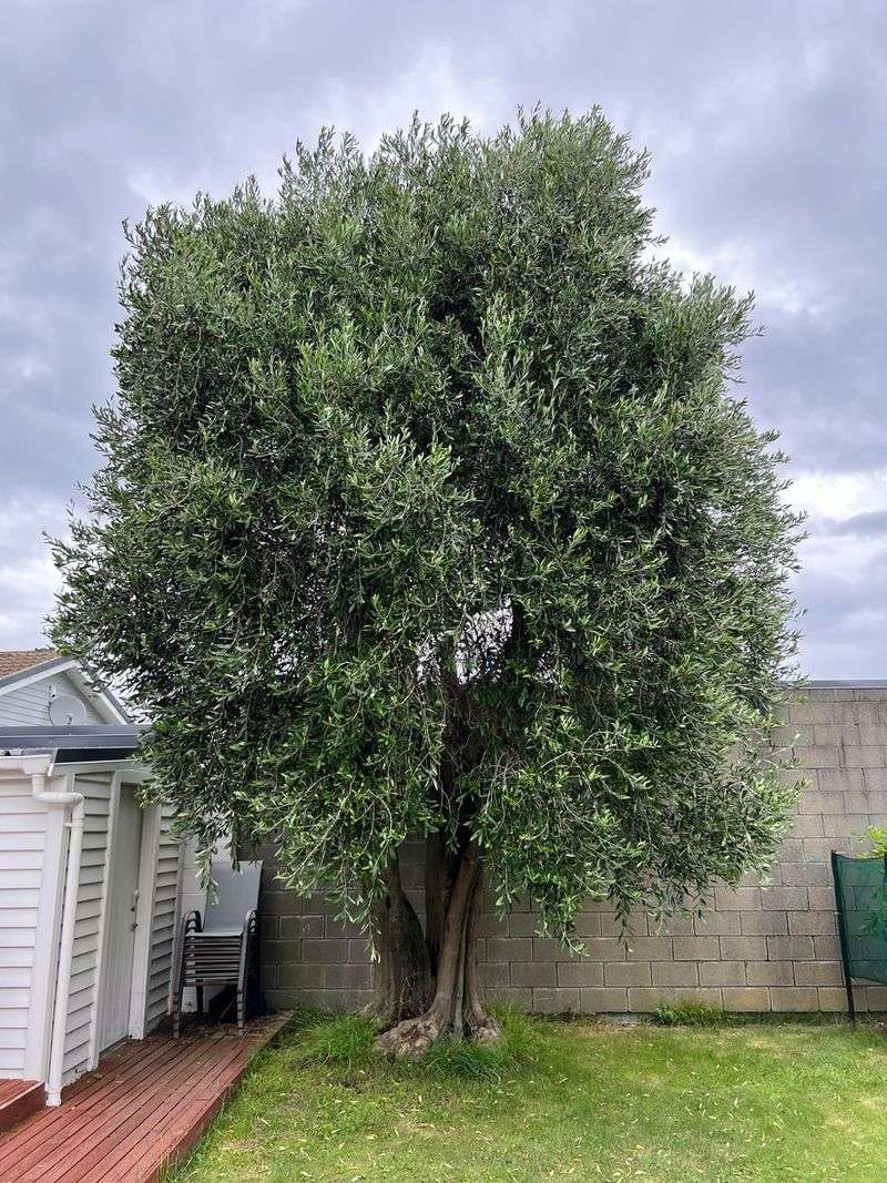 Mature Olive Trees Rarely Need Heavy September Feeding