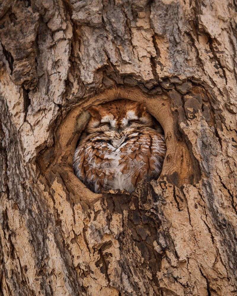 Mature Trees Give These Small Owls Places To Roost Mature Trees Give These Small Owls Places To Roost