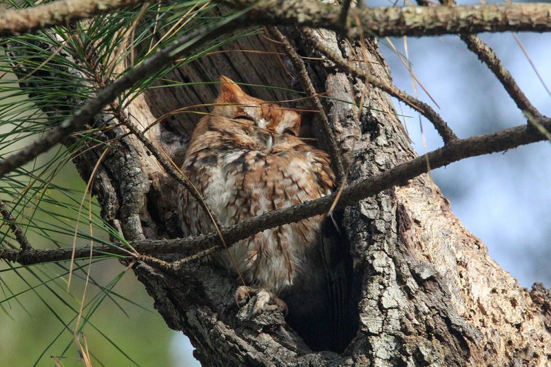 Mature Trees Give This Owl Valuable Shelter