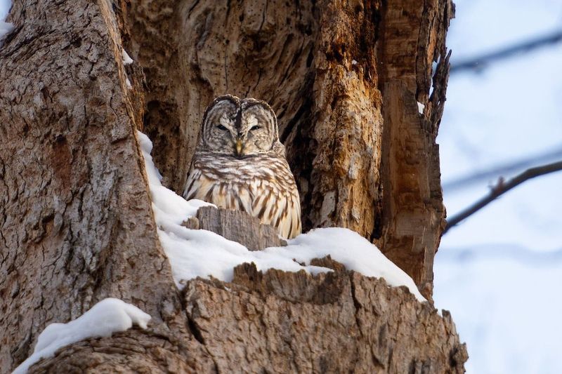 Mature Trees May Be Providing Important Habitat Mature Trees May Be Providing Important Habitat