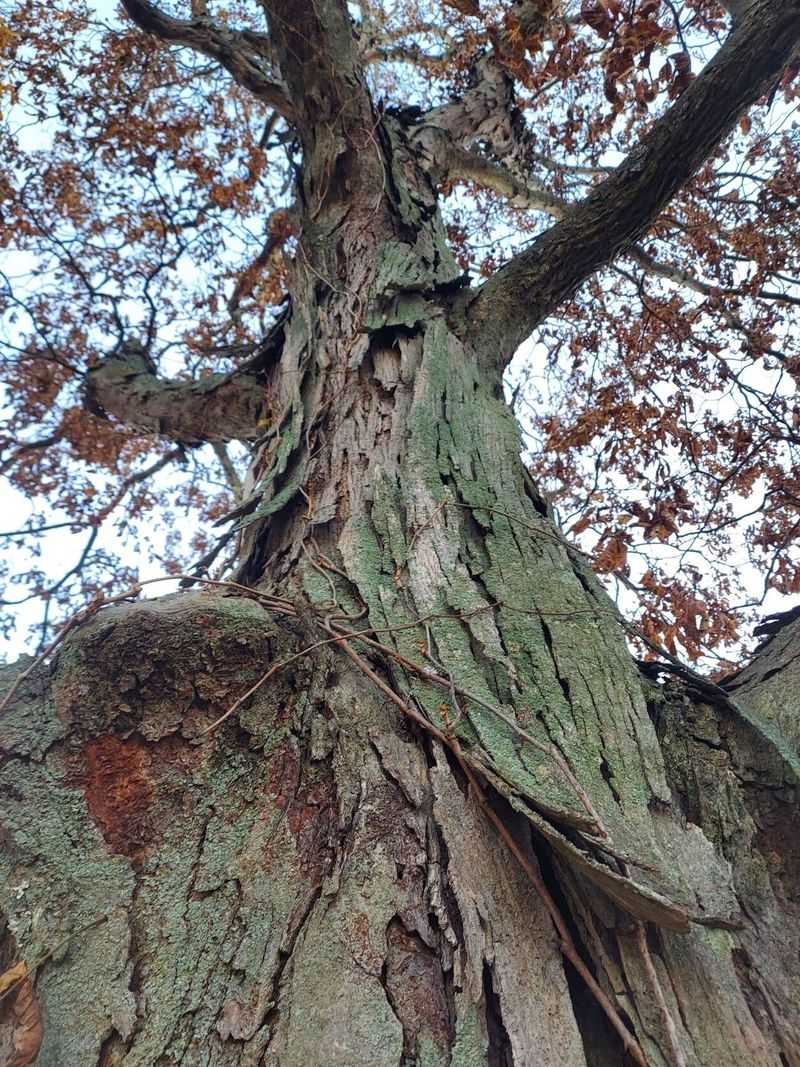 Mature Trees Offer More Crevices For Wildlife