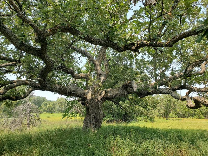 Mature Trees Often Survive Where Others Do Not