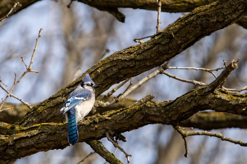 Mature Trees Provide High Perches And Nesting Sites