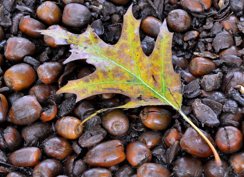 Mature Trees Usually Produce Larger Crops Mature Trees Usually Produce Larger Crops