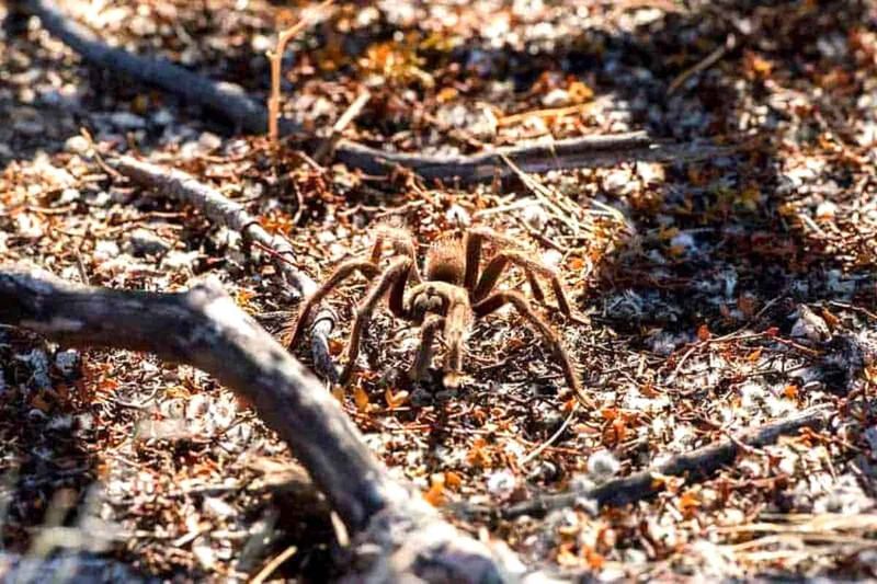 Mature male tarantulas are conspicuous seasonal wanderers