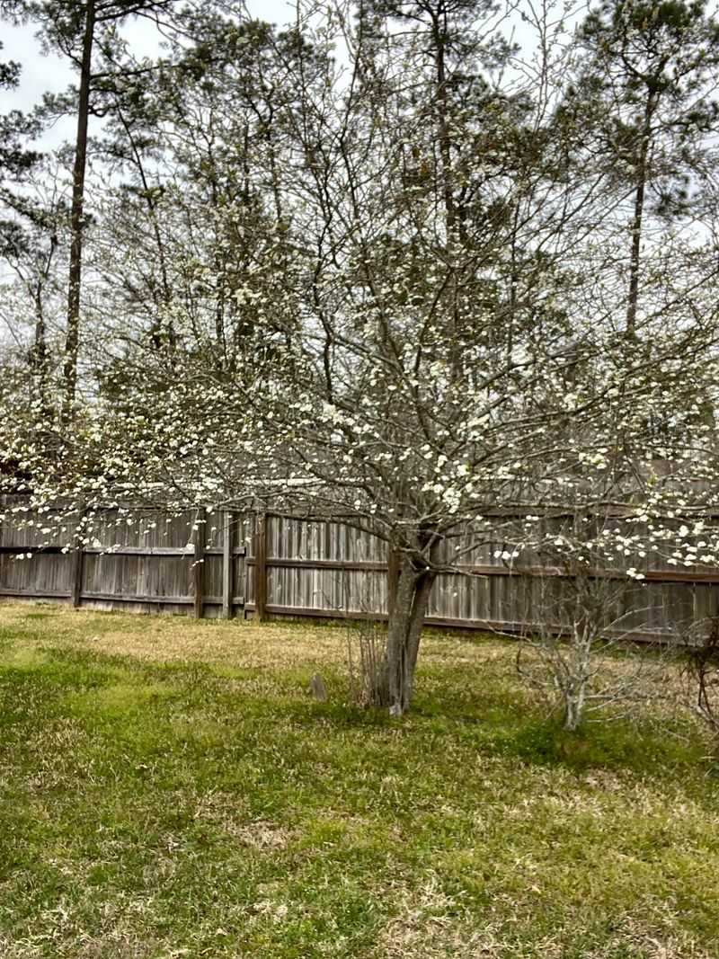 Mayhaw Trees Mayhaw Trees