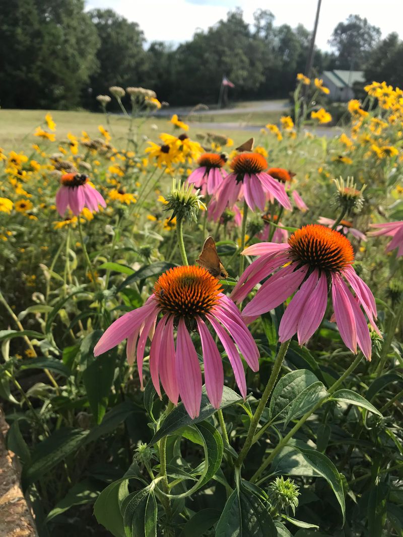 Meadow And Pollinator Gardens Feel Like Home
