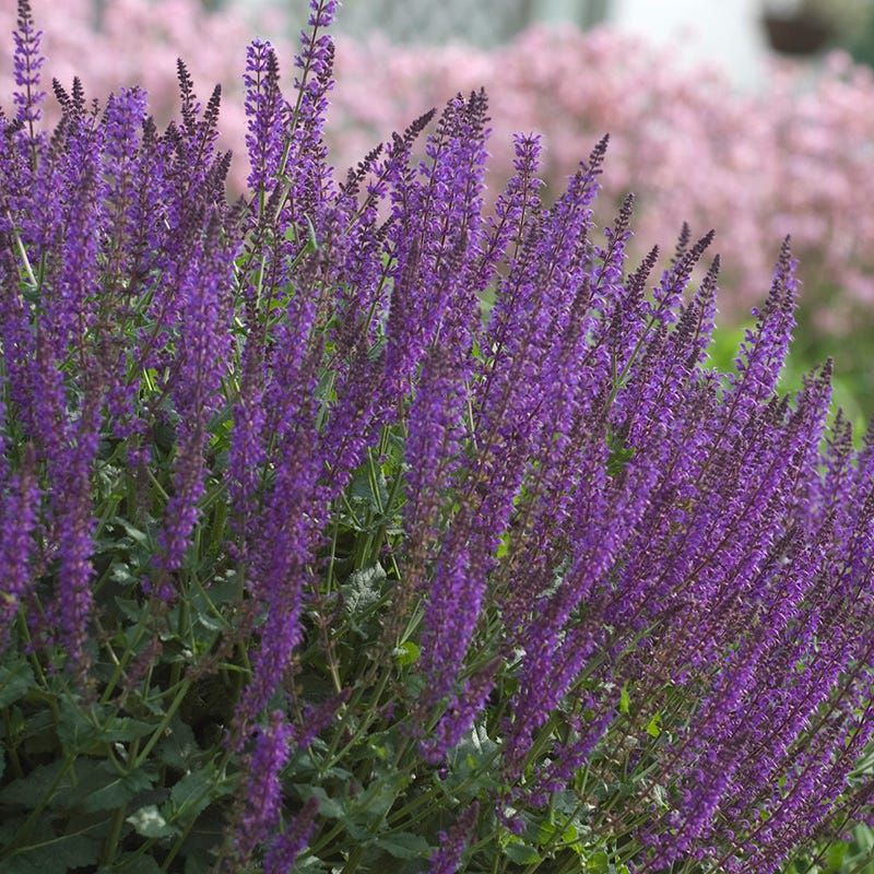 Meadow Sage (Salvia spp.) Meadow Sage (Salvia spp.)