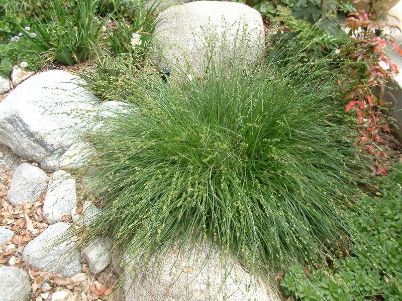 Meadow Sedge Forms A Grassy, Low Carpet Meadow Sedge Forms A Grassy, Low Carpet