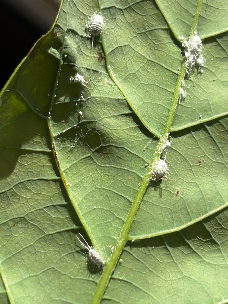 Mealybugs Mealybugs