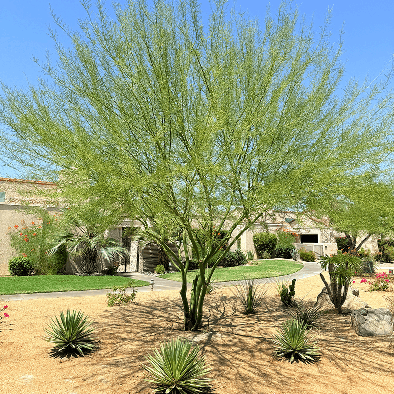Measure for the mature tree, not the nursery container Measure for the mature tree, not the nursery container