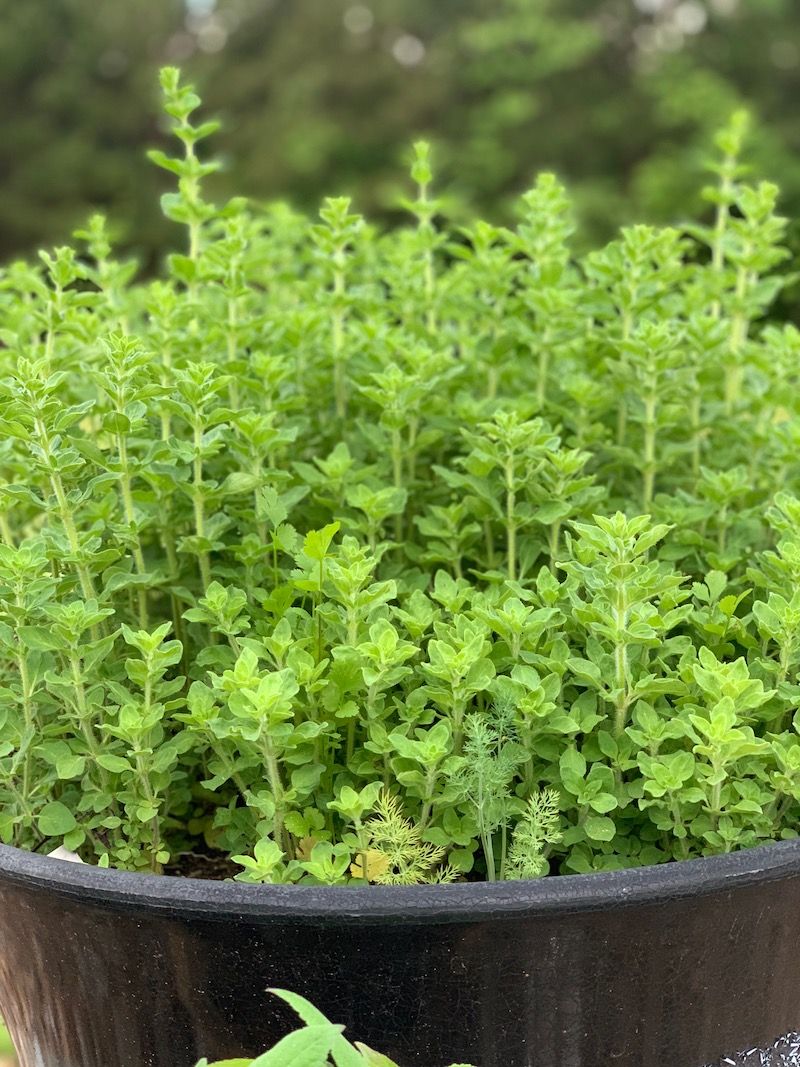 Mediterranean Herbs Handle Fall Planting Easily Mediterranean Herbs Handle Fall Planting Easily