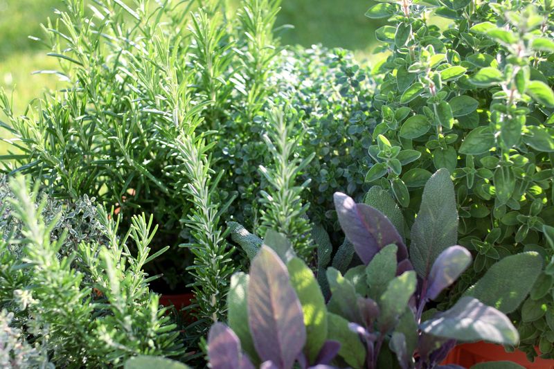 Mediterranean Herbs Handle Swings Better