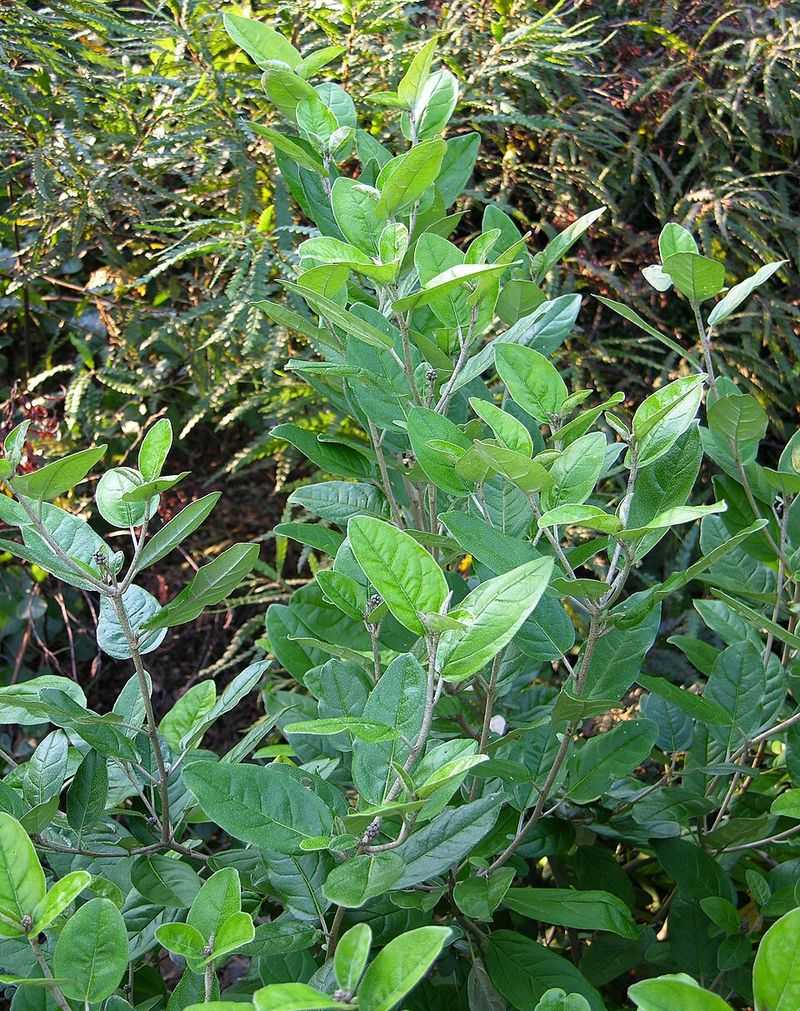 Meet Alabama Croton, The Silver-Leaved Local Legend