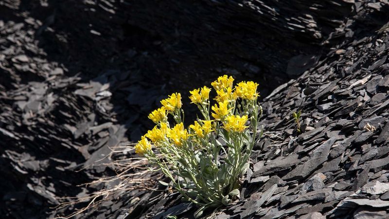 Meet Alpine Twinpod, Colorado's One-Address Wildflower