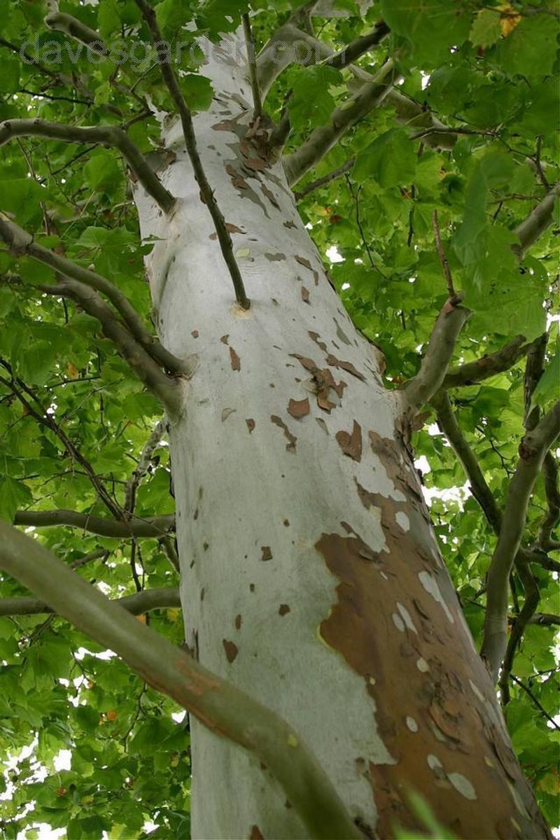 Meet American Sycamore, A Natural Cavity Maker