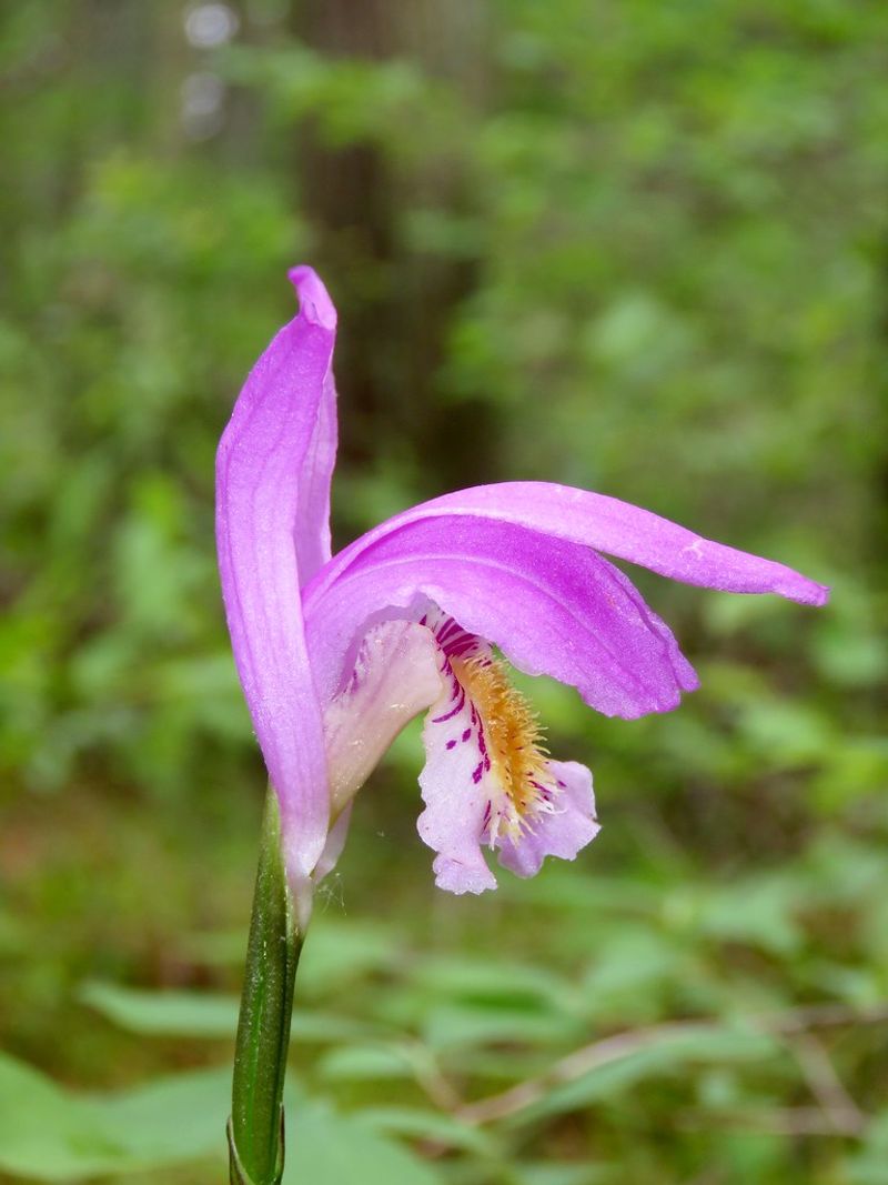 Meet Arethusa Bulbosa, The Pine Barrens Showstopper