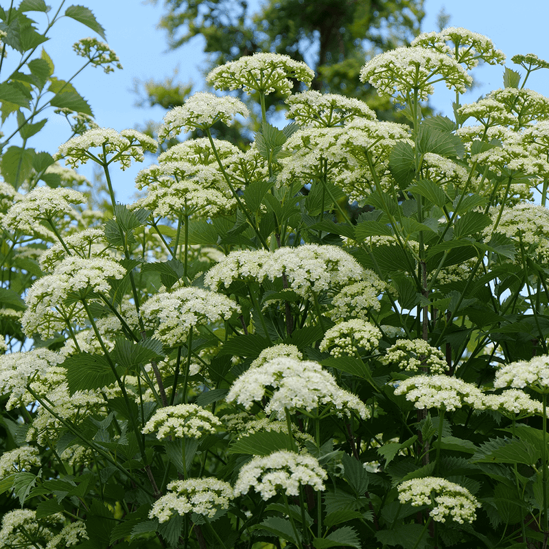 Meet Arrowwood Viburnum, A Living Privacy Screen