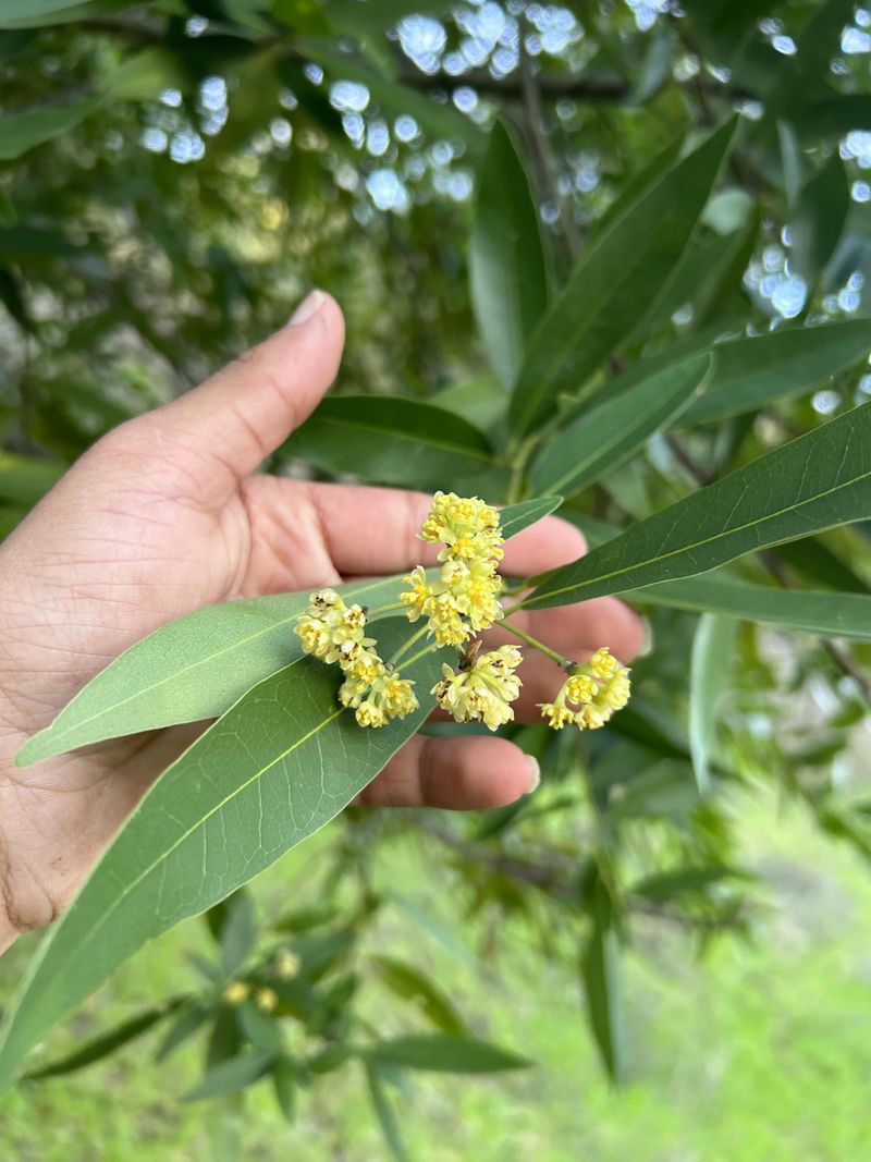 Meet Bay Laurel, The Overlooked Deterrent