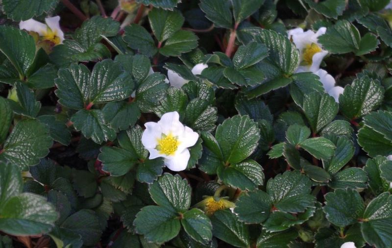 Meet Beach Strawberry, The Self-Rooting Native Meet Beach Strawberry, The Self-Rooting Native