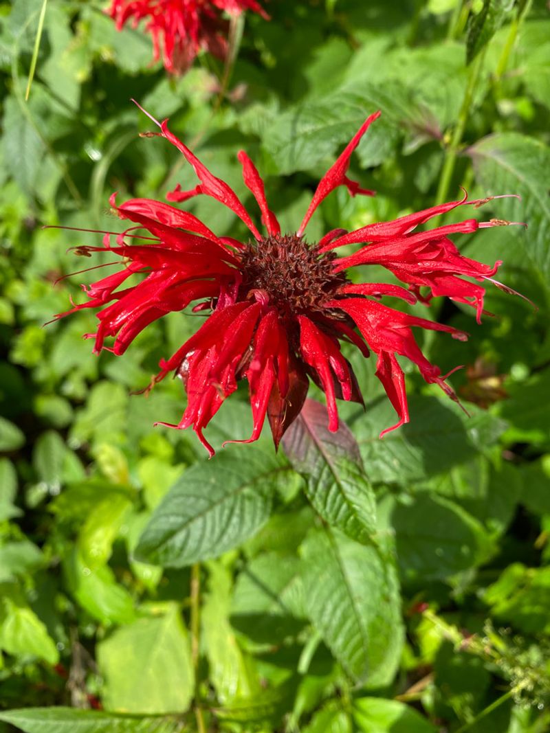 Meet Bee Balm, Georgia's Fragrant Native Showoff Meet Bee Balm, Georgia's Fragrant Native Showoff