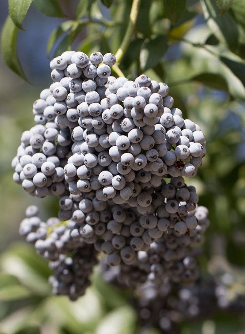 Meet Blue Elderberry, The Native Provider Meet Blue Elderberry, The Native Provider