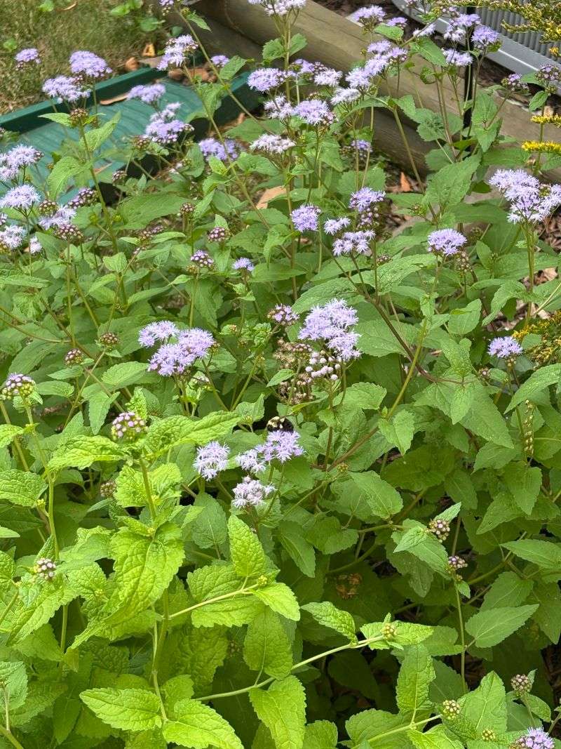 Meet Blue Mistflower, The Shade Loving Native