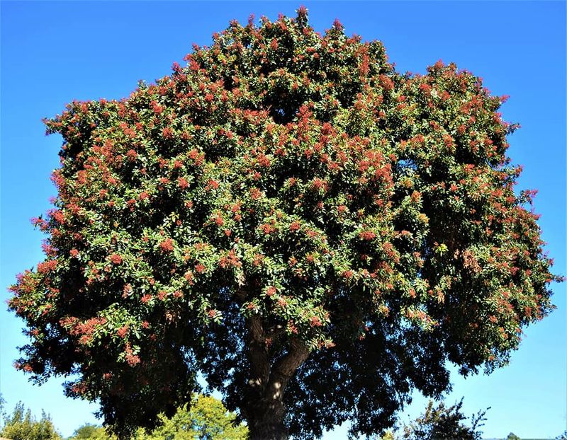 Meet Brazilian Peppertree, The Impostor Once Sold As Florida Holly