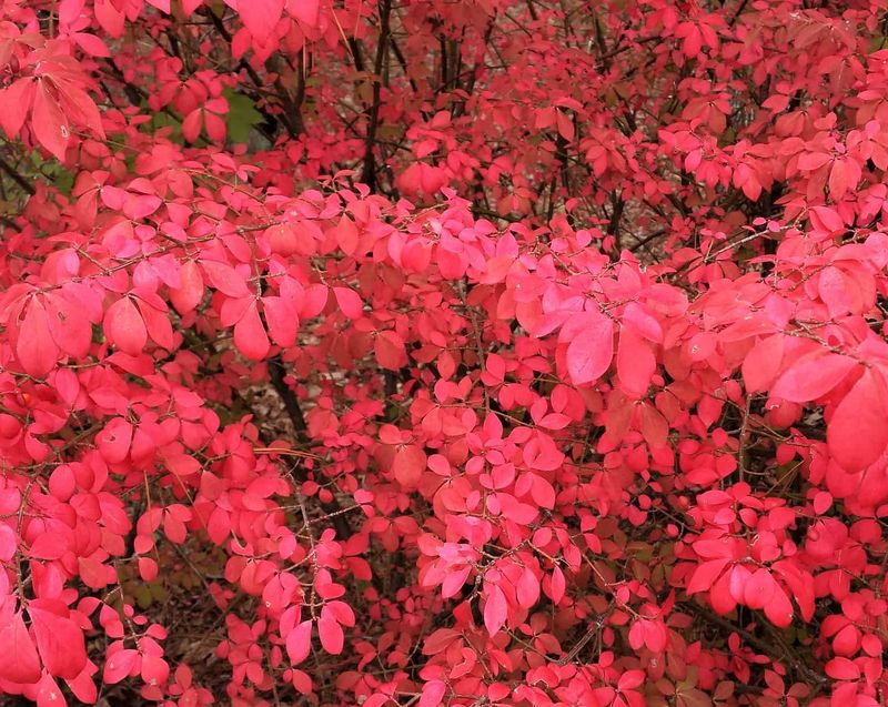 Meet Burning Bush, The Once-Popular Fall Favorite Meet Burning Bush, The Once-Popular Fall Favorite