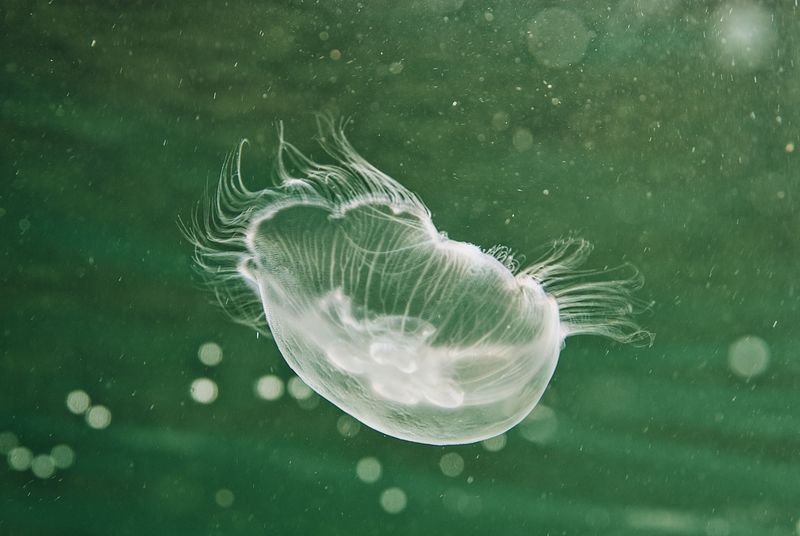 Meet Craspedacusta Sowerbii, The Lake's Tiniest Surprise