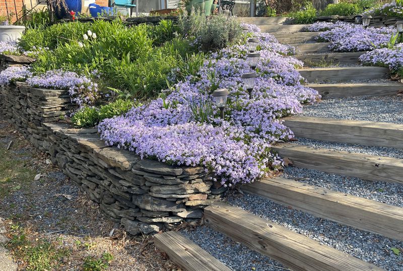 Meet Creeping Phlox, Ohio’s Slope-Friendly Native Meet Creeping Phlox, Ohio’s Slope-Friendly Native