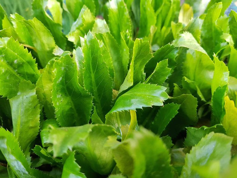 Meet Culantro, Florida’s Humidity-Loving Herb Meet Culantro, Florida’s Humidity-Loving Herb