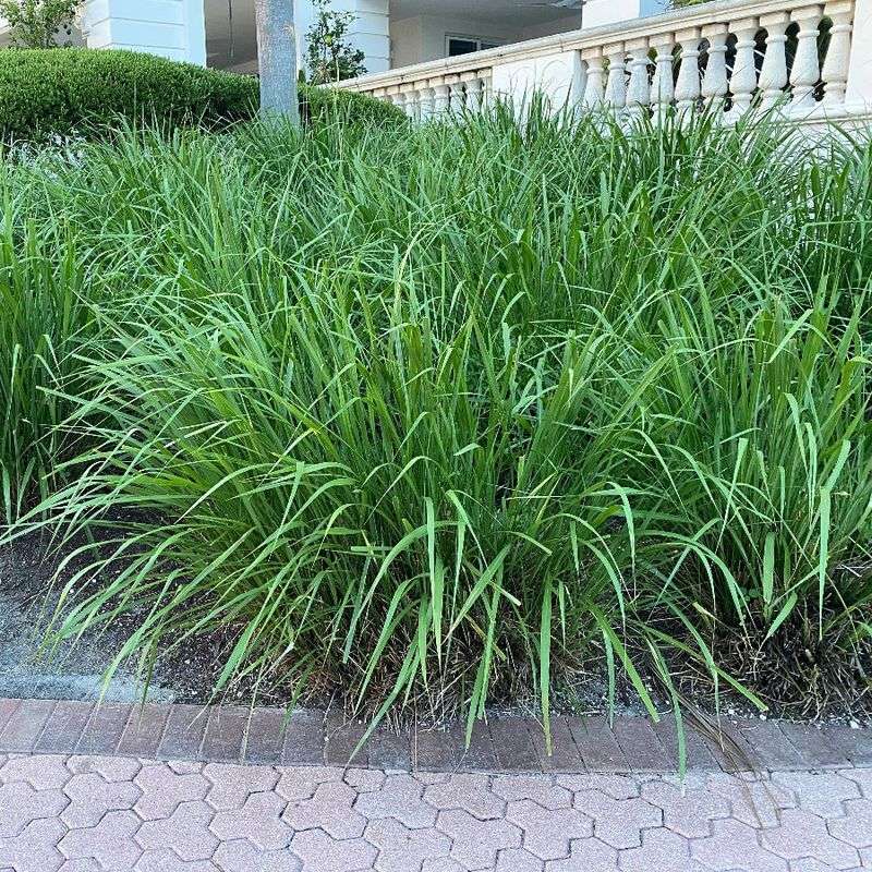 Meet Fakahatchee Grass, The Giant Clumper Creating Plenty Of Hidden Cover Meet Fakahatchee Grass, The Giant Clumper Creating Plenty Of Hidden Cover