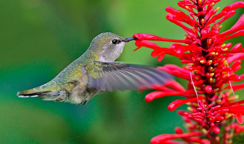 Meet Firespike, The Florida Shade Standout Hummingbirds Notice Fast