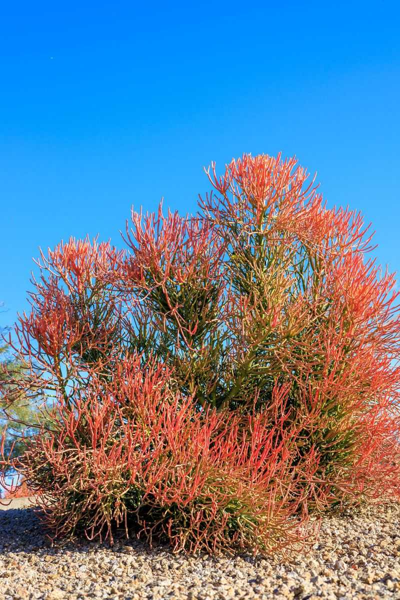 Meet Firestick, the Euphorbia Often Called Pencil Cactus