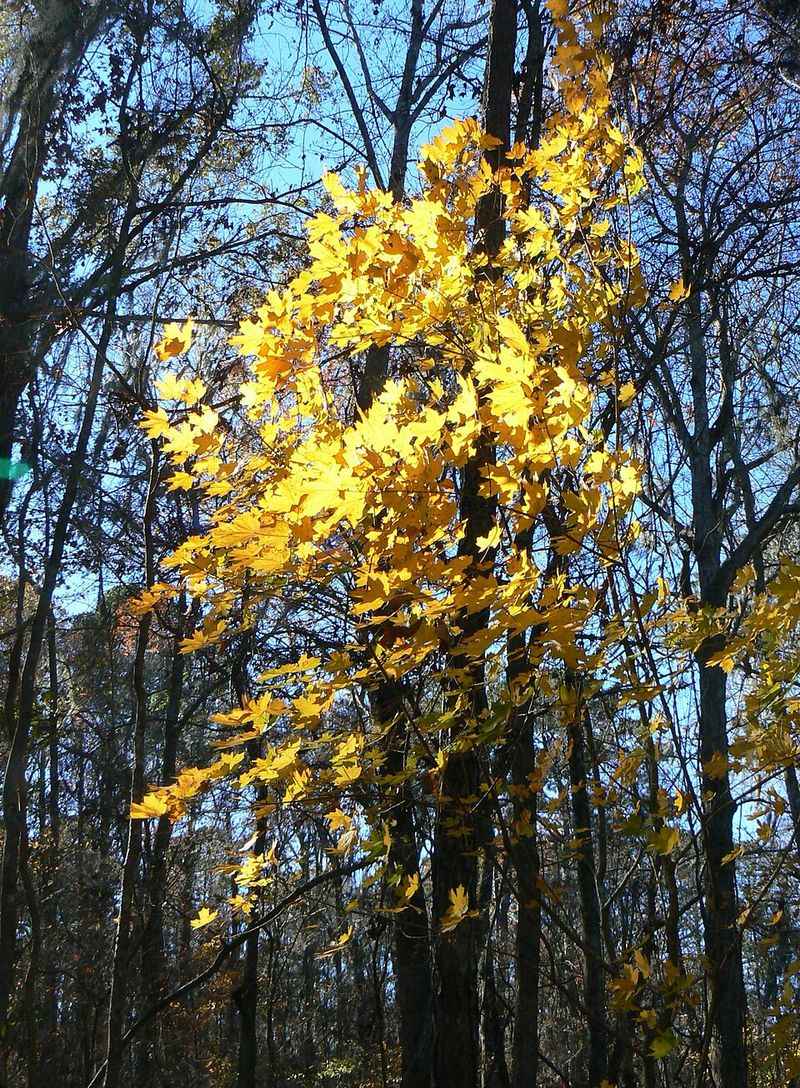 Meet Florida Maple, The Native Tree Most Garden Centers Overlook