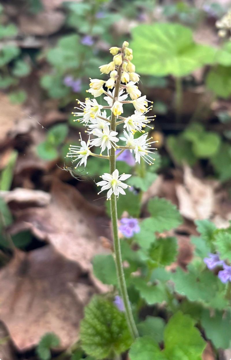 Meet Foamflower, The Overlooked Native