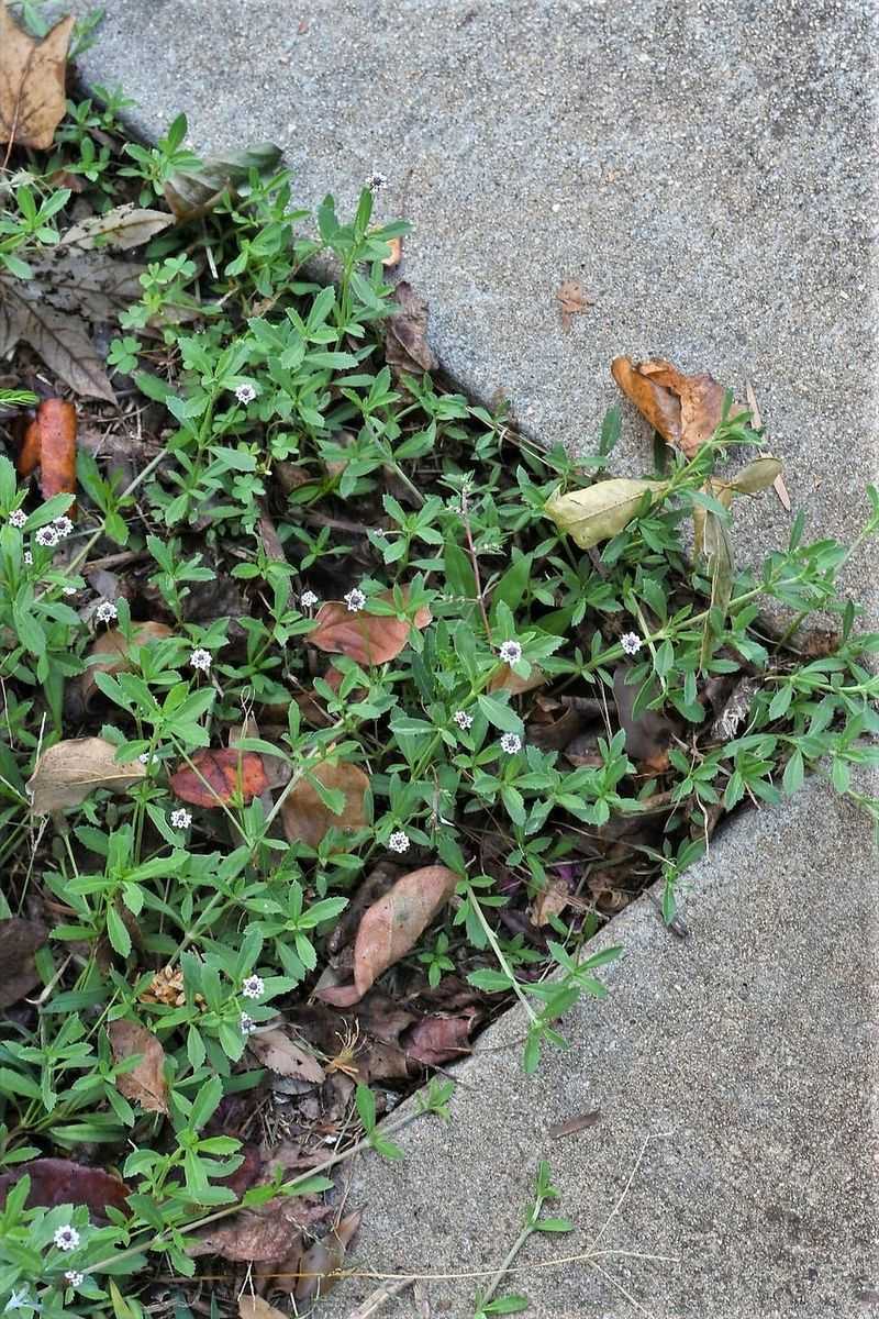 Meet Frogfruit, The Tiny Native Taking Over Bare Lawn Spots Meet Frogfruit, The Tiny Native Taking Over Bare Lawn Spots