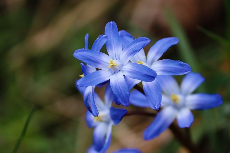 Meet Glory-Of-The-Snow, An Early Spring Surprise