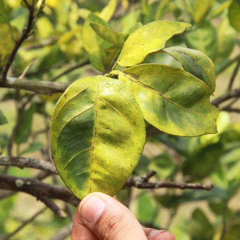 Meet Huanglongbing Citrus Greening Disease Meet Huanglongbing Citrus Greening Disease