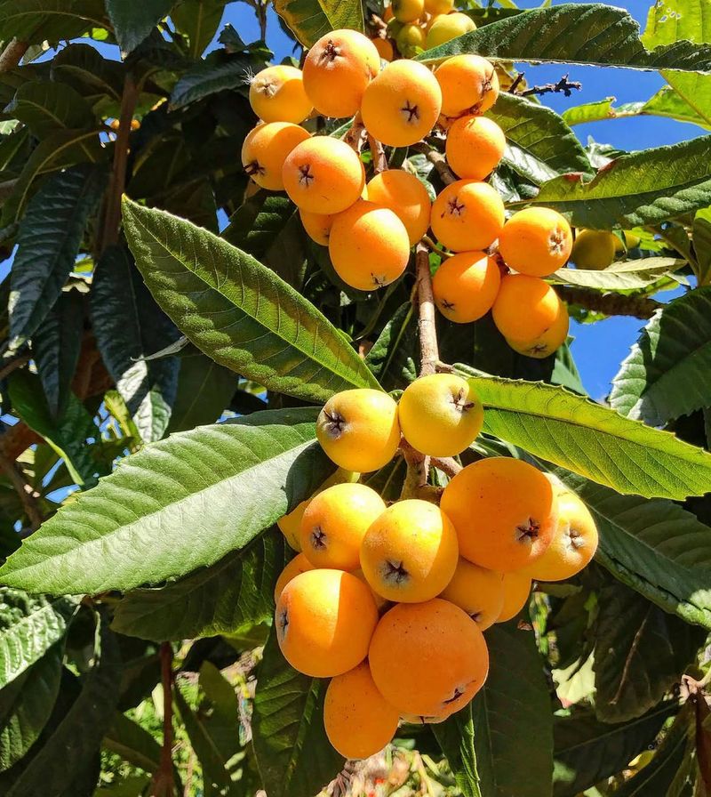 Meet Loquat, The Easy Florida Fruit Tree