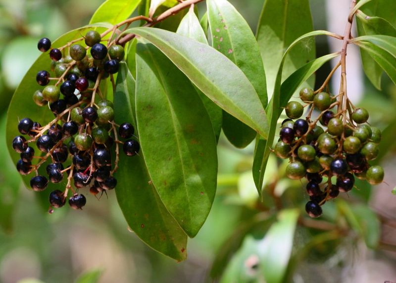 Meet Marlberry, A Native Shrub With Bird-Friendly Berries