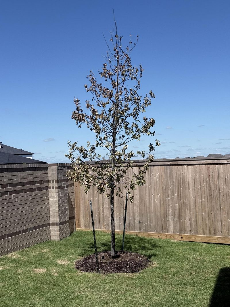 Meet Mexican White Oak 