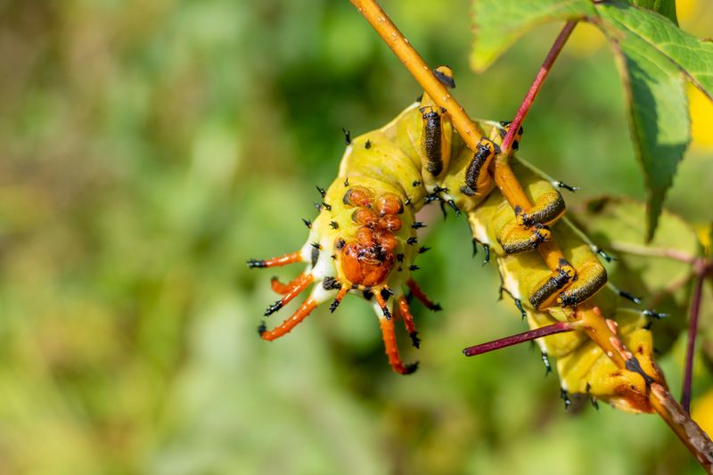 Meet North America's Biggest Caterpillar (And Yes, It Is Harmless) Meet North America's Biggest Caterpillar (And Yes, It Is Harmless)